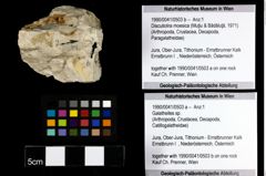 Foto (Objekt + Etiketten) von Discutiolira moesica (Muţiu & Bădăluţă, 1971) (NHMW-GEO-1990-0041-0503b)